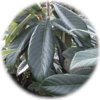 高倉びわの葉茶５袋セット