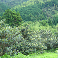 高倉びわの葉茶５袋セット